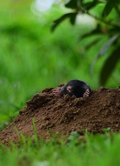 mole - pixabay - ralf siebeck - 5385964_1920