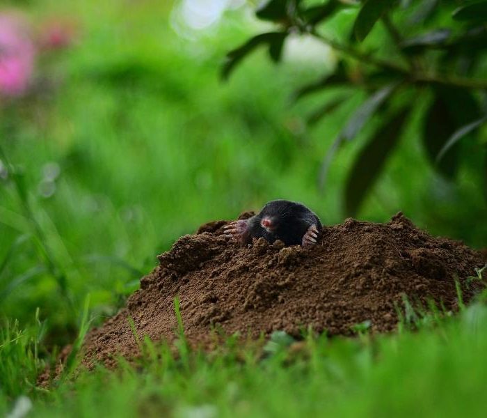 mole - pixabay - ralf siebeck - 5385964_1920
